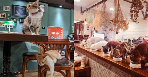 貓 咖啡 店